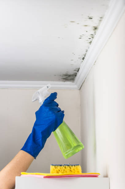 Best Mold Remediation for Schools in Alexandria Bay, NY