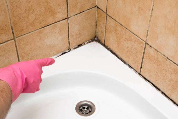 Best Post-Flood Mold Remediation in Alexandria Bay, NY